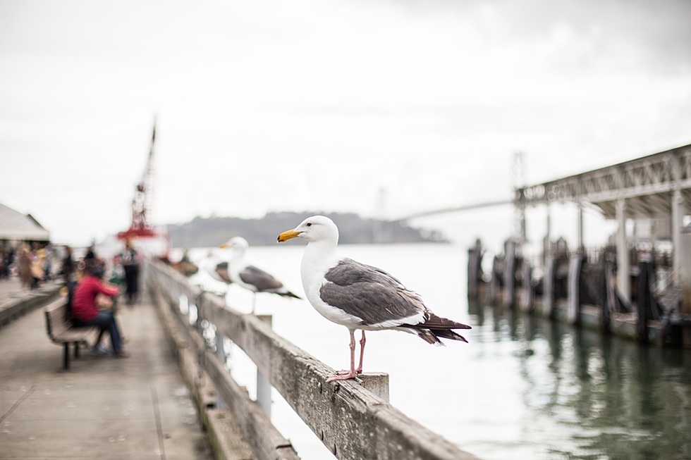 Seagull on San Francisco Pier