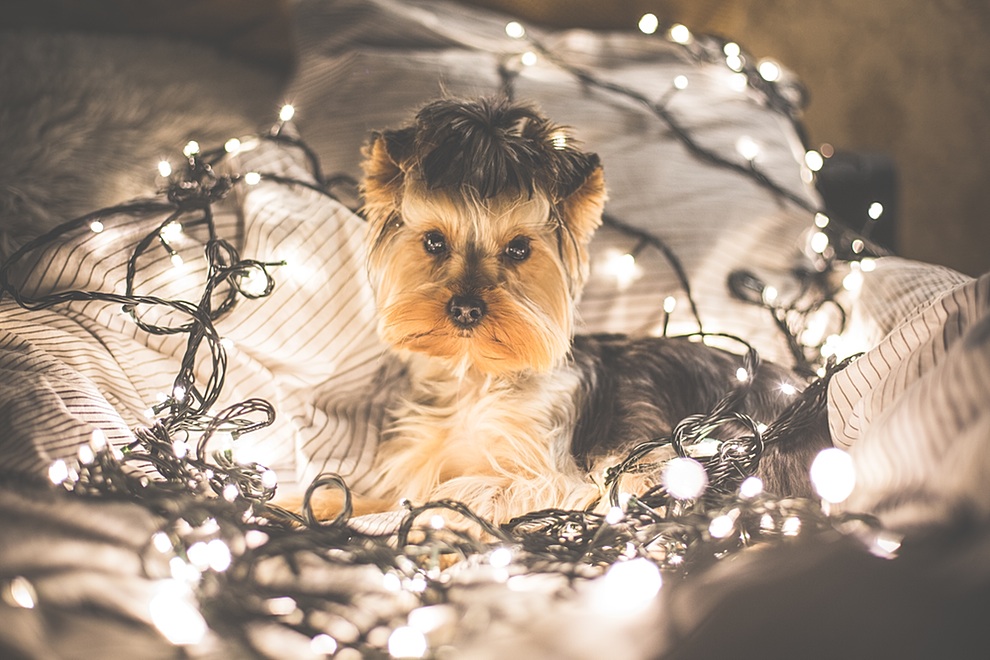 Cute Jessie The Dog in Christmas Lights