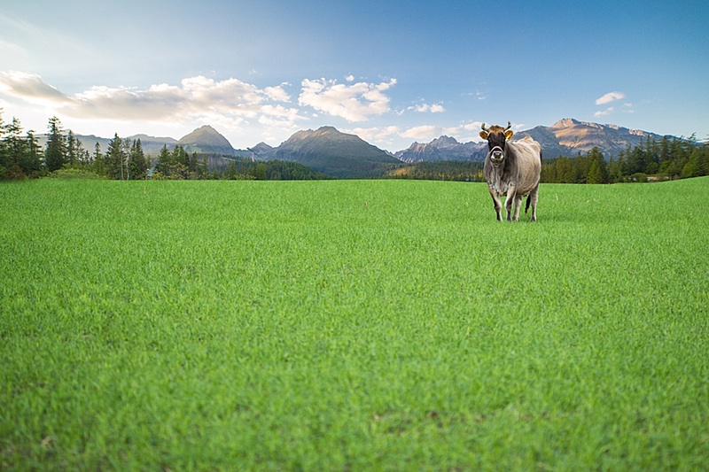 Happy Cow from Organic Farm Free Range