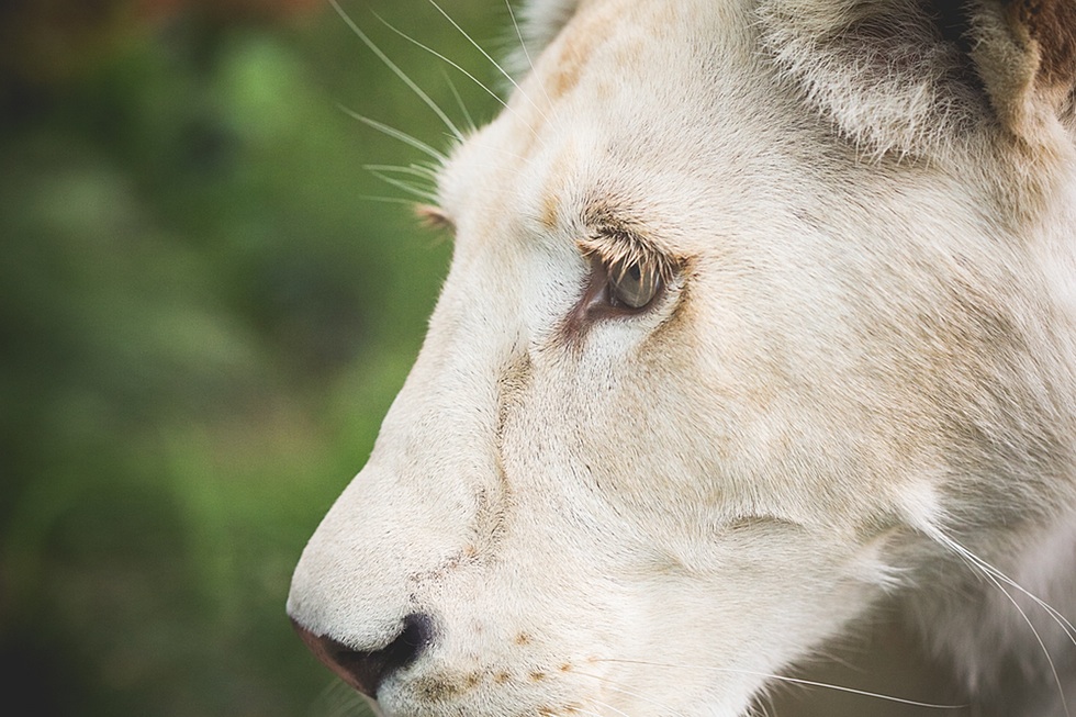 Eye of a White Lion