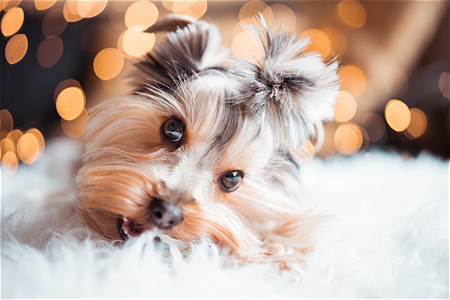 Cute Yorkshire Terrier Eating Mini Dog Snacks on Christmas