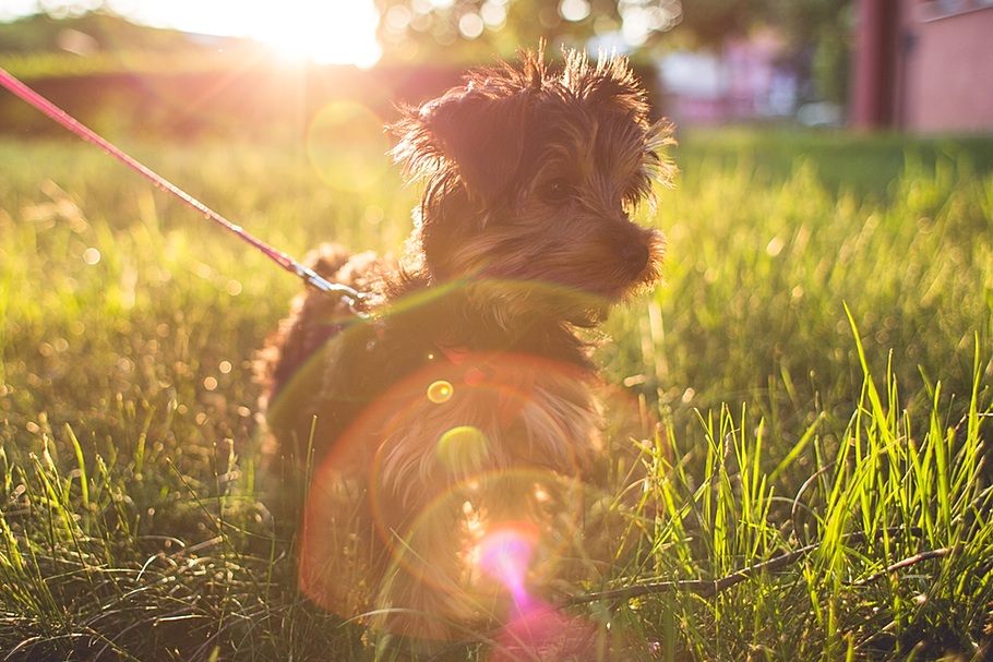 Little Yorkshire Terrier in Grass