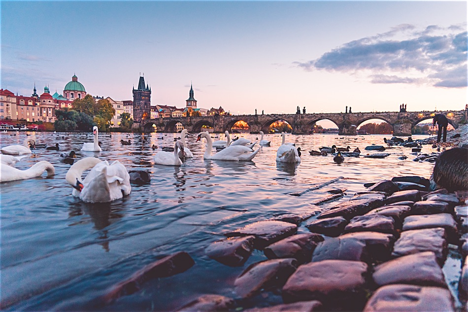 Beautiful Sunset Panorama with Swans and Charles Bridge in Prague