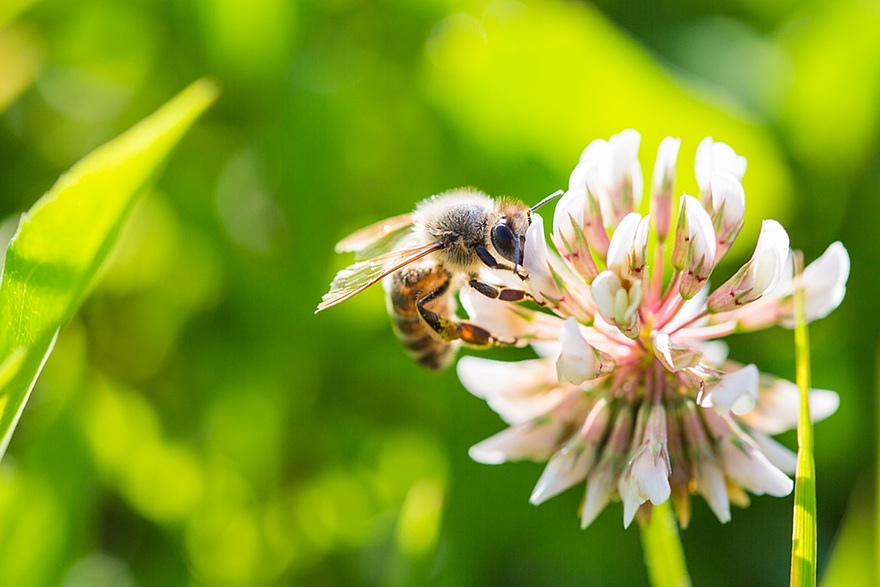 Bee Working on White Clover Flower Close Up