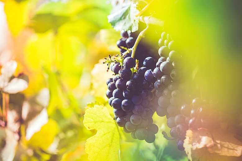 Ripe Wine Grapes in Vineyard Field