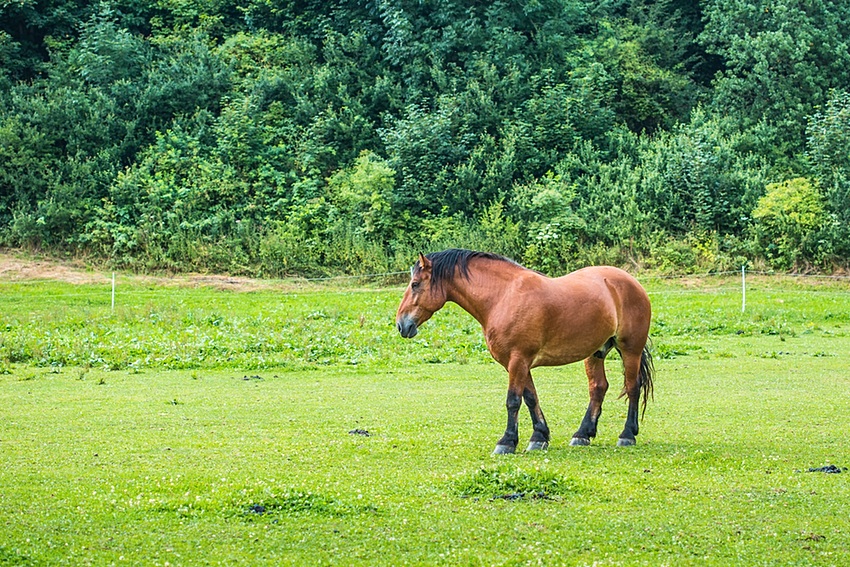 Brown Horse in a Meadow