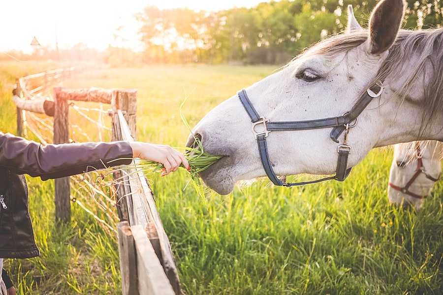 Girl Feeding a Gorgeous White Horse with Grass