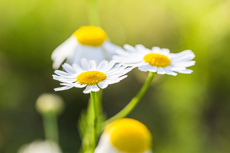 Wonderful Daisies with Bright Background