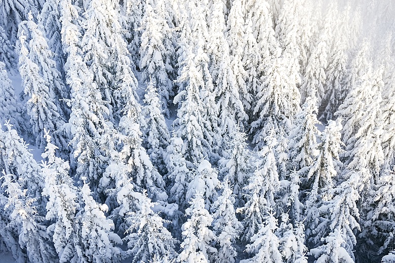 Pine Trees Under The Snow